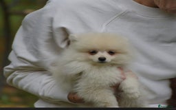 Pomeriaan honden te koop: 6(nog 2)Prachtig gekleurde kleine Pommeriaantjes!  - Advertentie 7