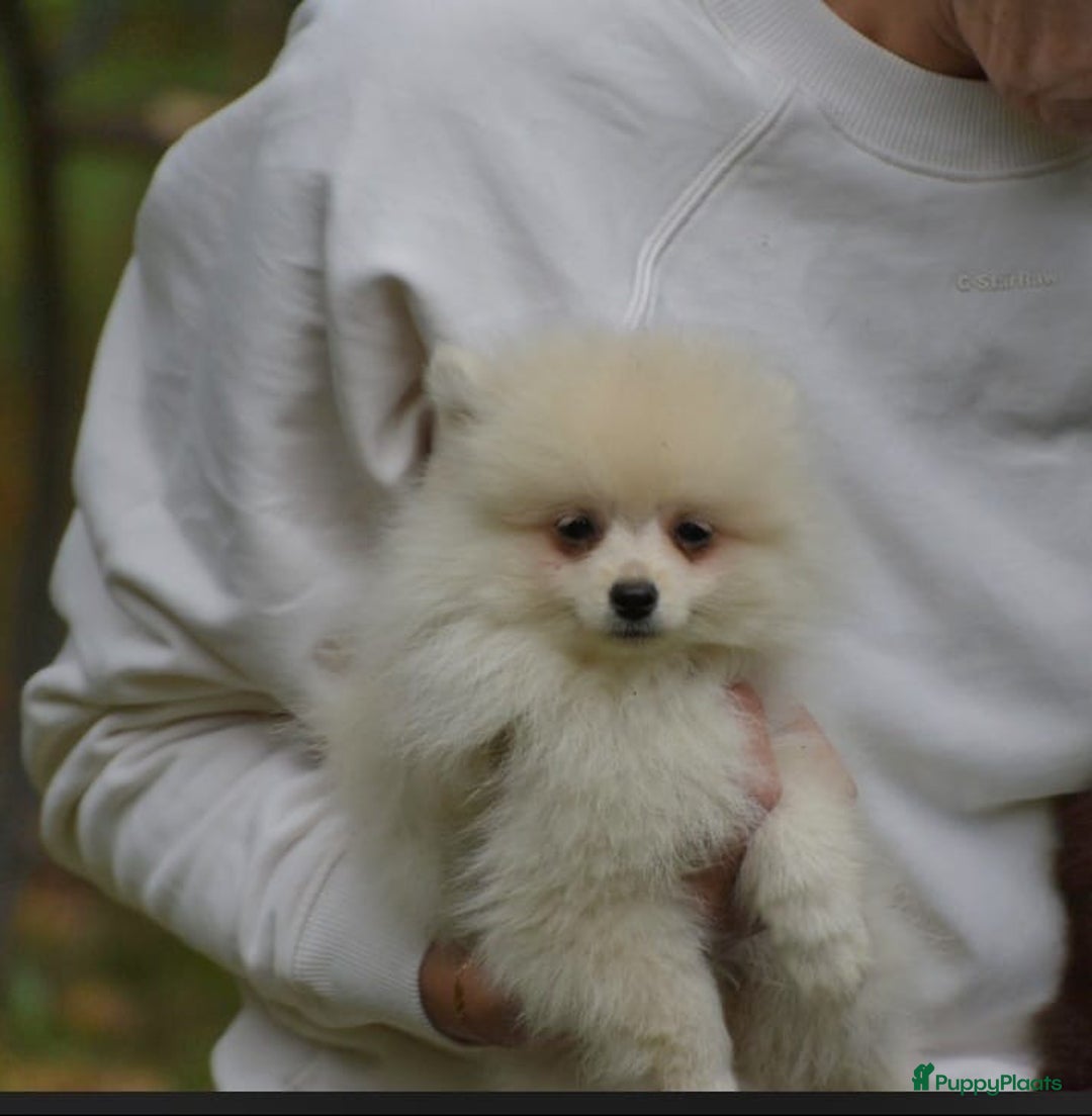 Pomeriaan honden te koop: 6(nog 2)Prachtig gekleurde kleine Pommeriaantjes!  - Advertentie 7