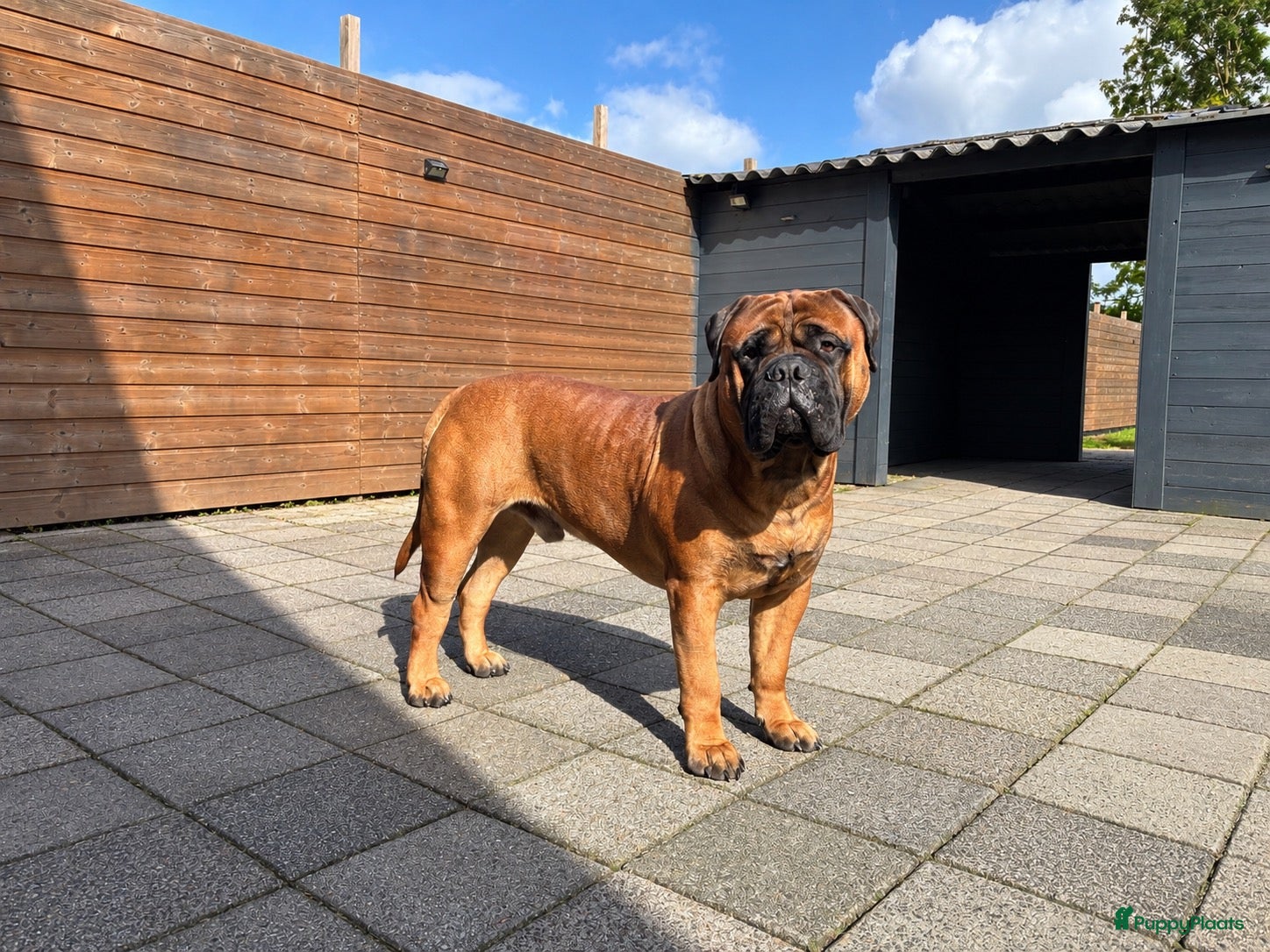 Bullmastiff honden Bullmastiff Dekreu - Advertentie 22