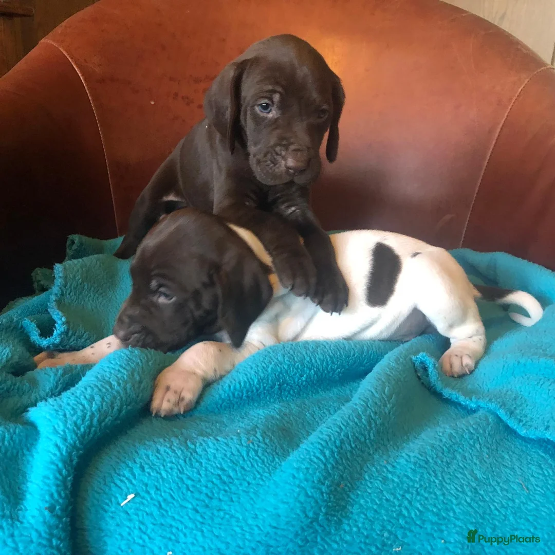 Duitse Staande Hond Korthaar honden te koop: Duitse staande korthaar pups - Advertentie 1