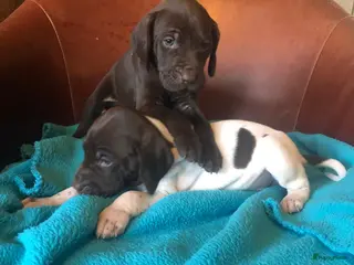 Duitse Staande Hond Korthaar honden Duitse staande korthaar pups - Advertentie 8