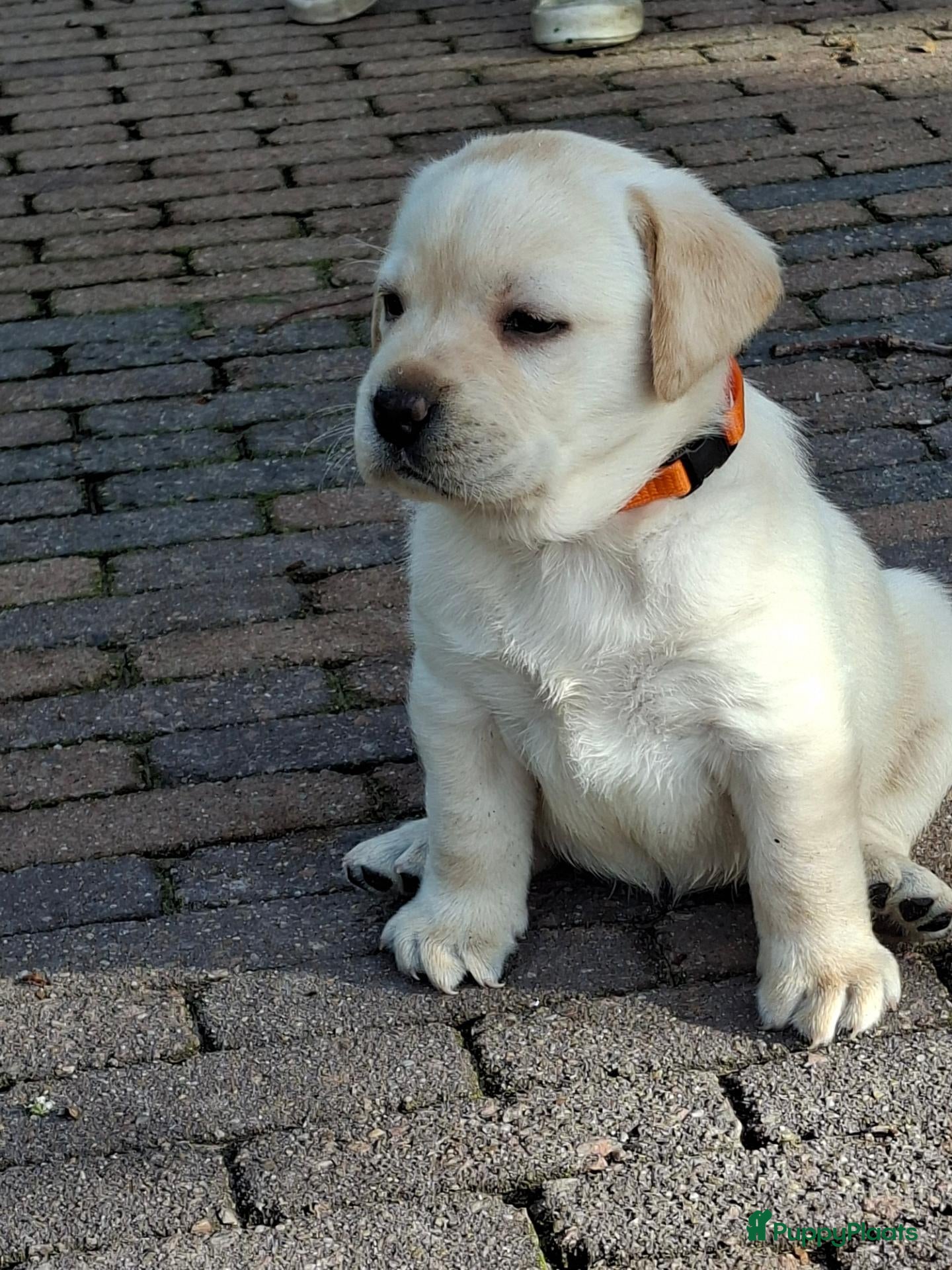 Labrador Retriever honden Raszuivere labrador retriever pup stamboom  - Advertentie 1