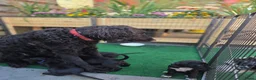 Kruising honden te koop: Prachtige Labradoodle x Dalmatiër puppy's! - Advertentie 6