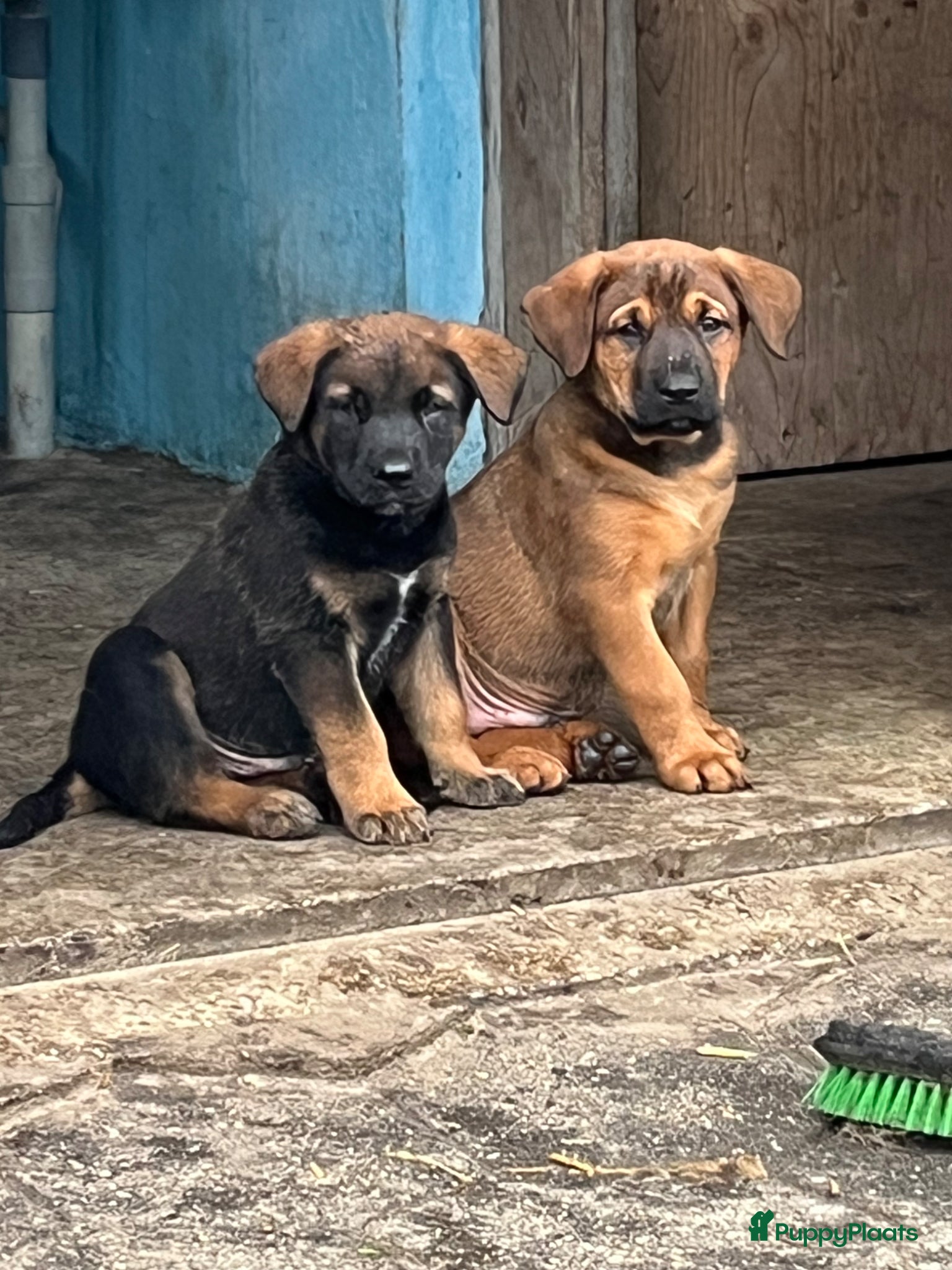 Kruising honden Kruising mechelse herder Berner sennen - Advertentie 9