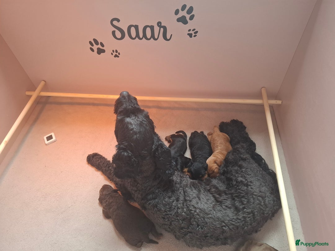 Poedel honden te koop: ❤️Prachtige middenslag poedel pups❤️ - Afbeelding 5