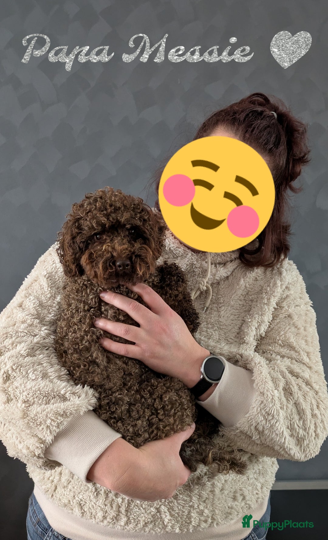Maltipoo honden te koop: Maltipoo F1b worden rond kerst geboren 🥰 !  - Advertentie 10