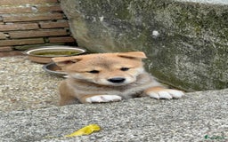Shiba honden te koop: Shiba inu in Genk - Afbeelding 3