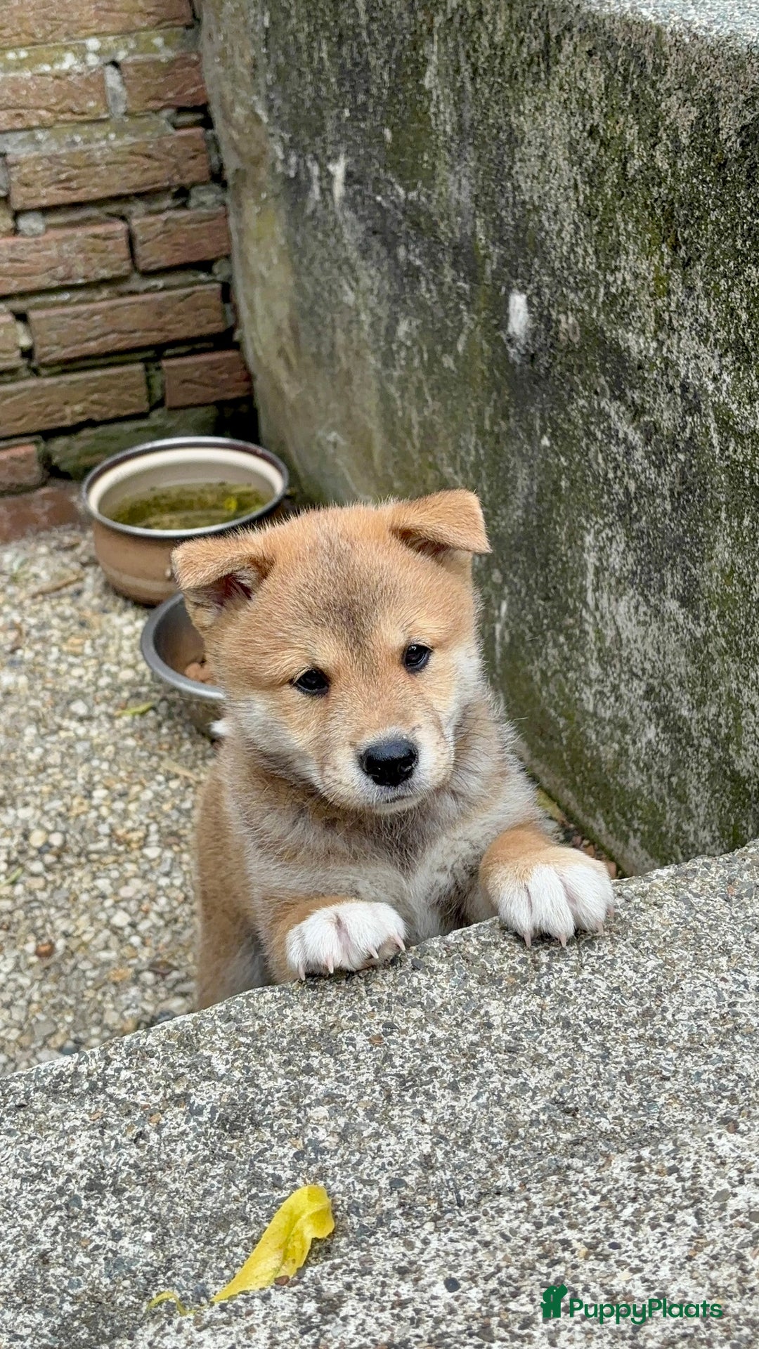 Shiba honden te koop: Shiba inu in Genk - Afbeelding 3