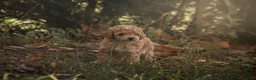 Poedel Toy honden te koop: 5 lieve Mini Toy Poedel pups zoeken een fijn thuis - Advertentie 24
