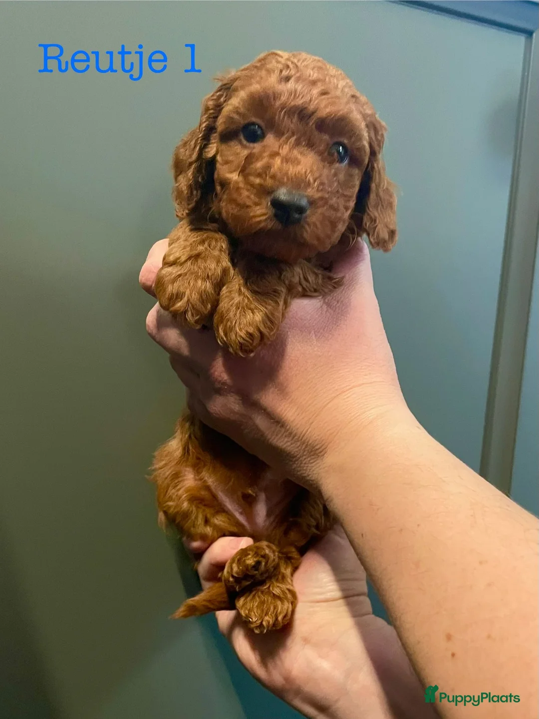 Dwergpoedel honden te koop: Dwergpoedel pups in Moergestel - Advertentie 2