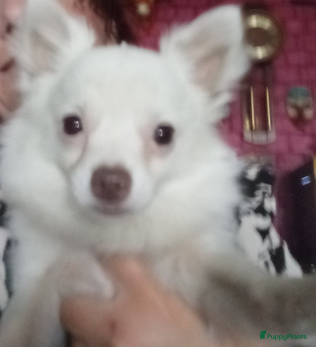 Chihuahua honden te koop: Mooi wit reutje !!! - Advertentie 2