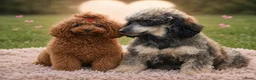 Dwergpoedel honden te koop: DwergPoedel in huiselijke kring opgevoed  - Advertentie 7