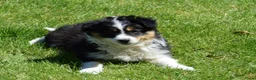 Australian Shepherd honden te koop: Knappe Miniature American Shepherd (MAS) pups - Advertentie 7