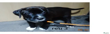 Kruising Puppy 2