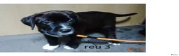 Kruising honden te koop: LIEVE PUPS - Advertentie 15