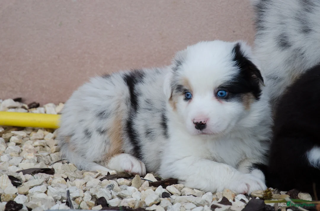 Border Collie honden te koop: Border collie puppies geboren op boerderij (BE) - Advertentie 12