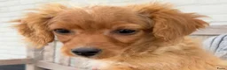 Maltipoo honden te koop: Nog 1 maltipoo reutje beschikbaar  - Advertentie 4