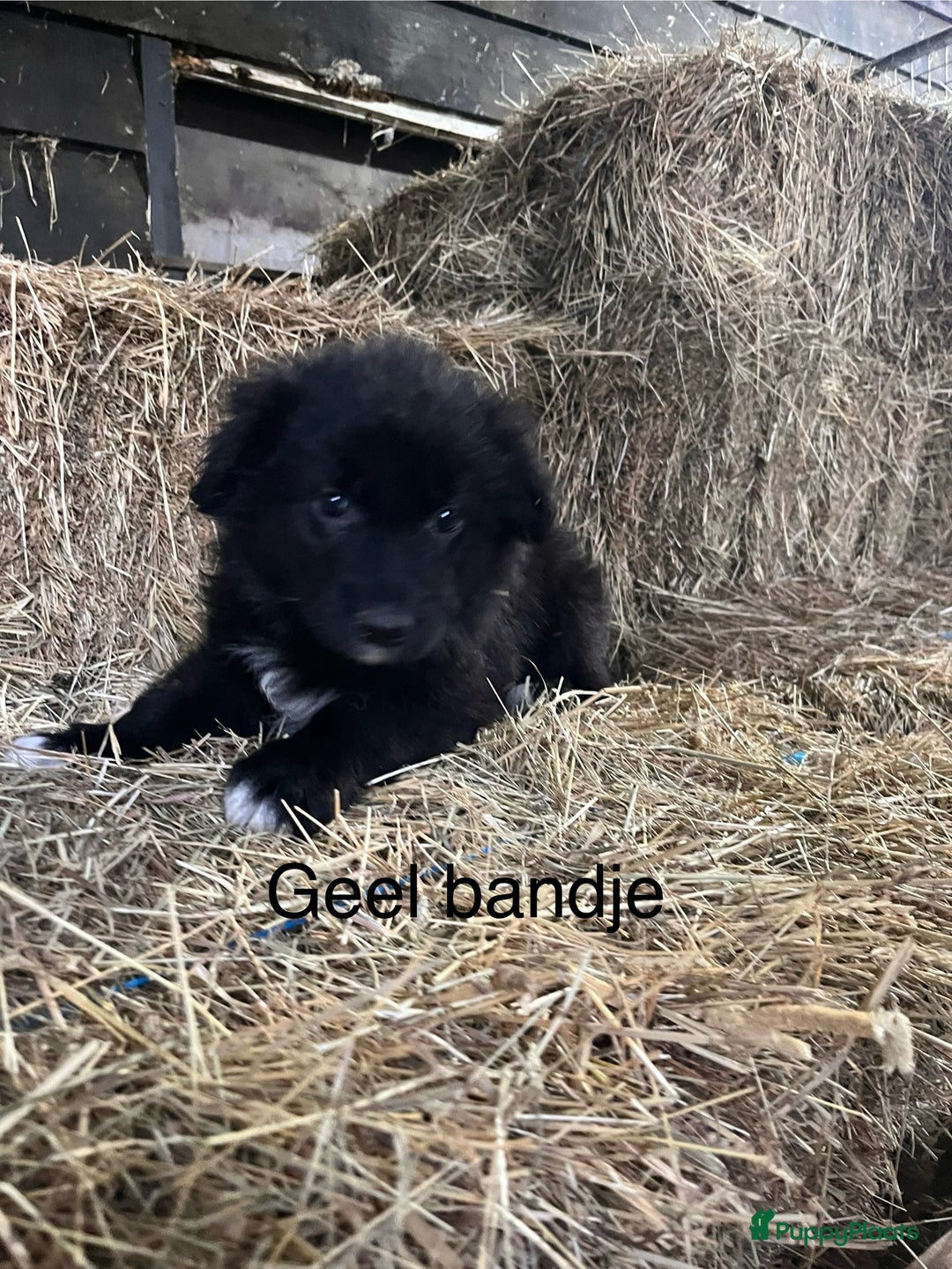 Kruising honden te koop: Lieve duitse herder x border collie pups - Advertentie 22