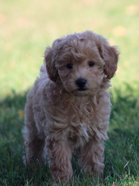 Maltipoo honden Maltipoo pups - Advertentie 3