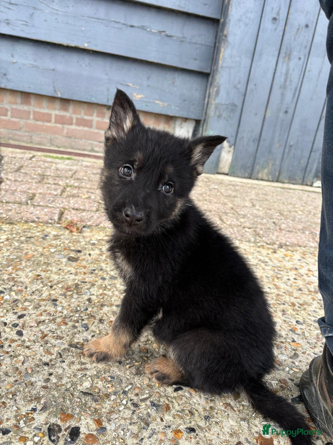 Duitse Herder honden te koop: Duitse herder pups -10 WK- nog 1 pup beschikbaar! - Advertentie 16