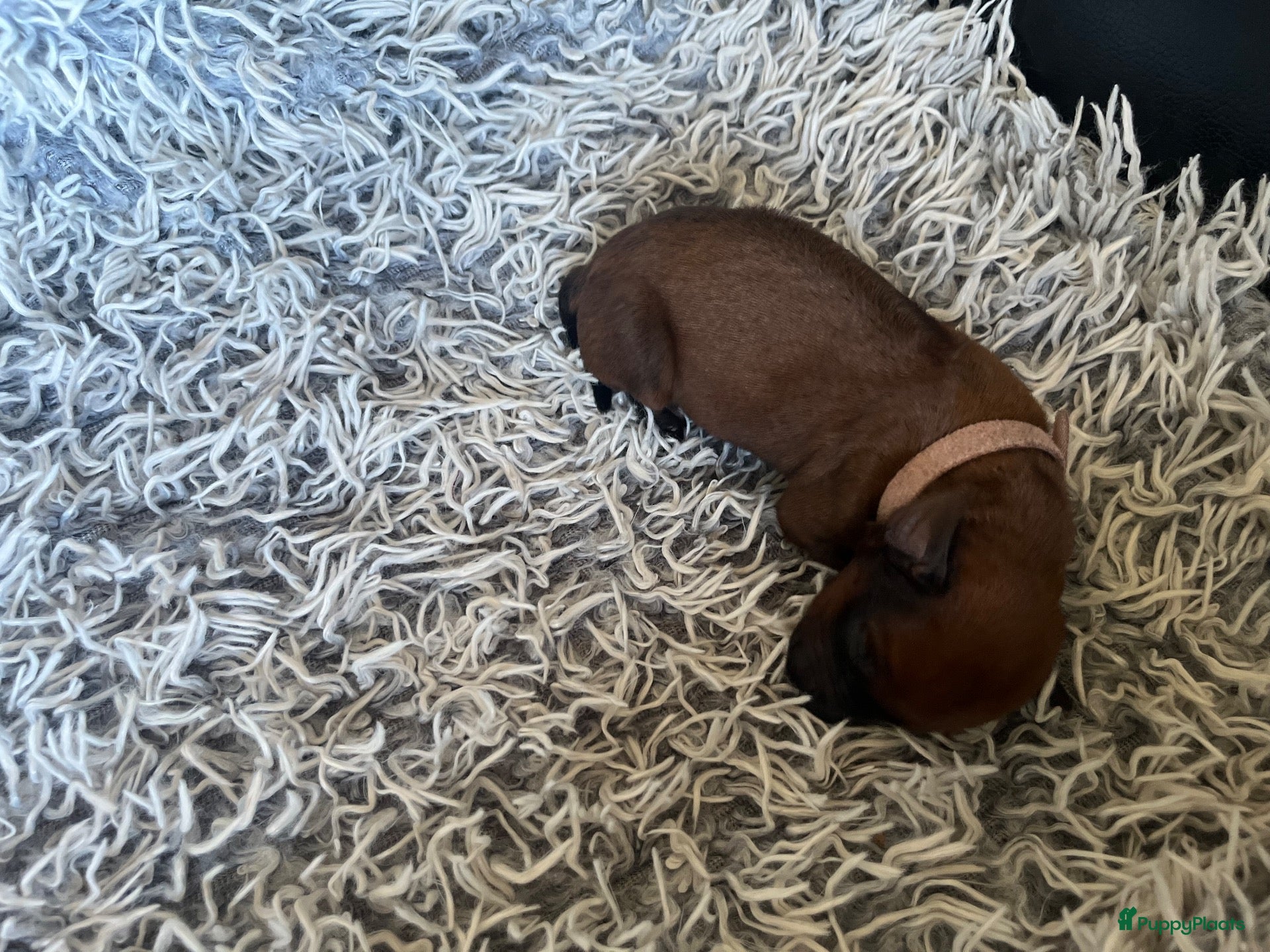 Rhodesian Ridgeback honden Pups met stamboom Rhodesian Ridgeback  - Advertentie 3
