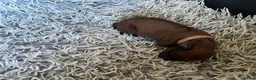 Rhodesian Ridgeback honden te koop: Pups met stamboom Rhodesian Ridgeback  - Advertentie 12