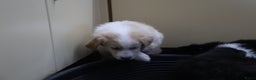 Goldador honden te koop: Super Lieve Golden Retriever pups te koop - Advertentie 4