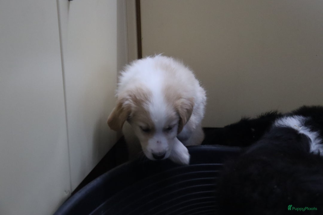 Goldador honden te koop: Super Lieve Golden Retriever pups te koop - Advertentie 4