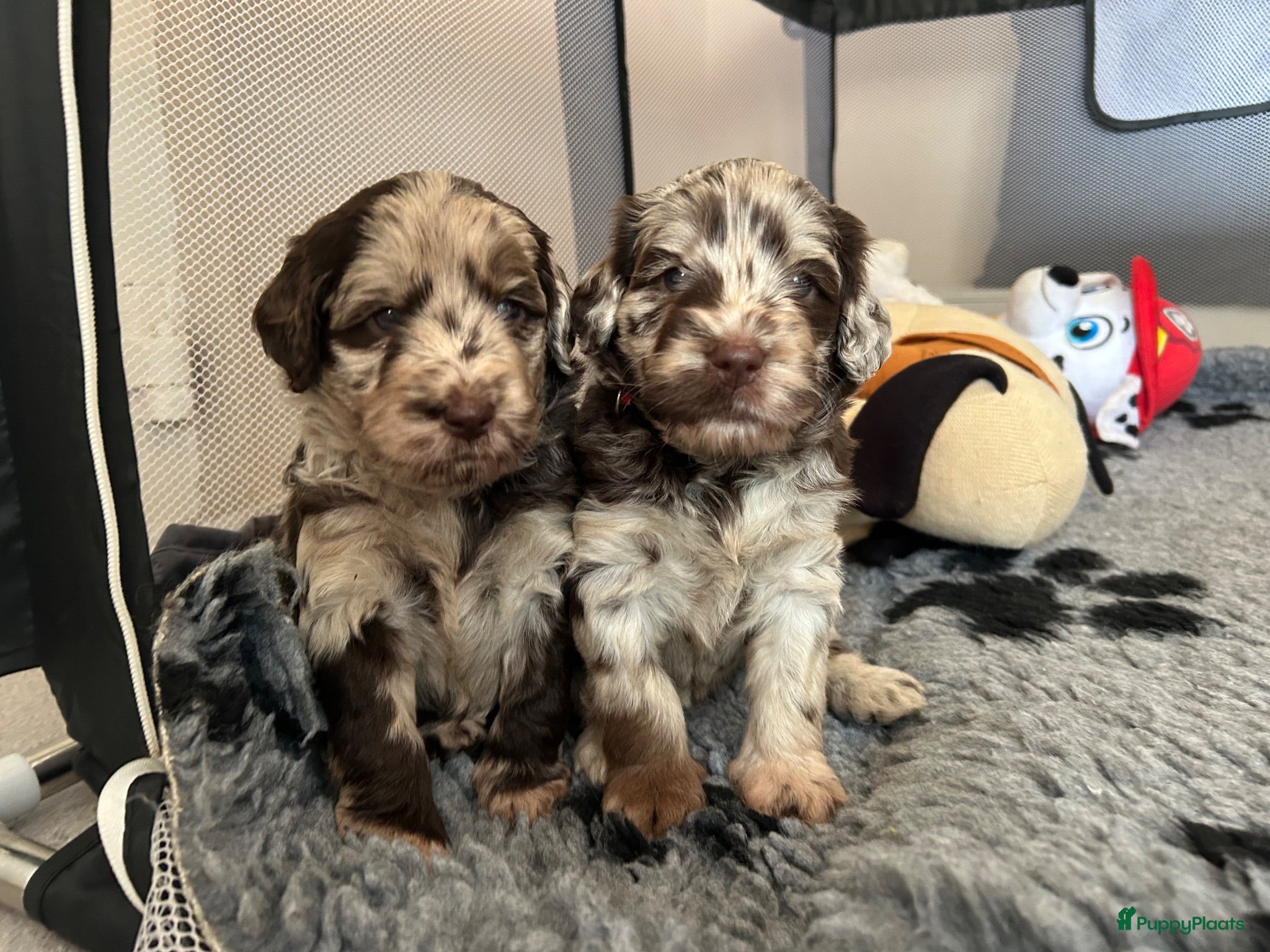 Labradoodle honden Prachtige Labradoodle pups – Choco Merle & Choco  - Advertentie 2