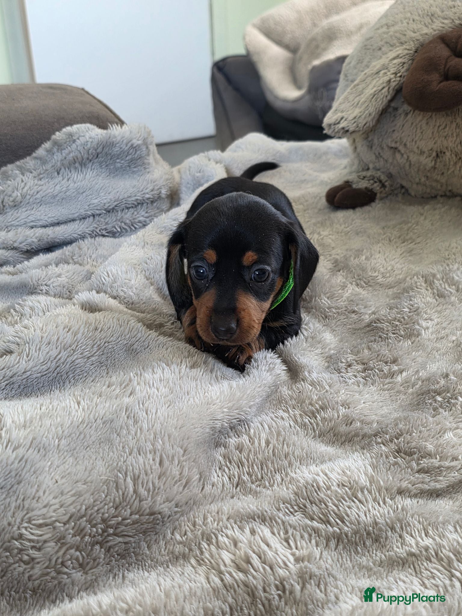 Teckel (korthaar)  honden Kortharige teckel pups - Advertentie 2