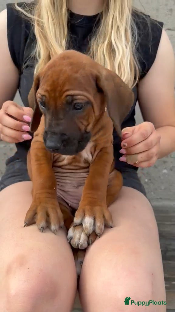 Rhodesian Ridgeback honden Rhodesian ridgeback pups - Advertentie 1