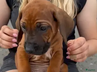 Rhodesian Ridgeback honden Rhodesian ridgeback pups - Advertentie 14