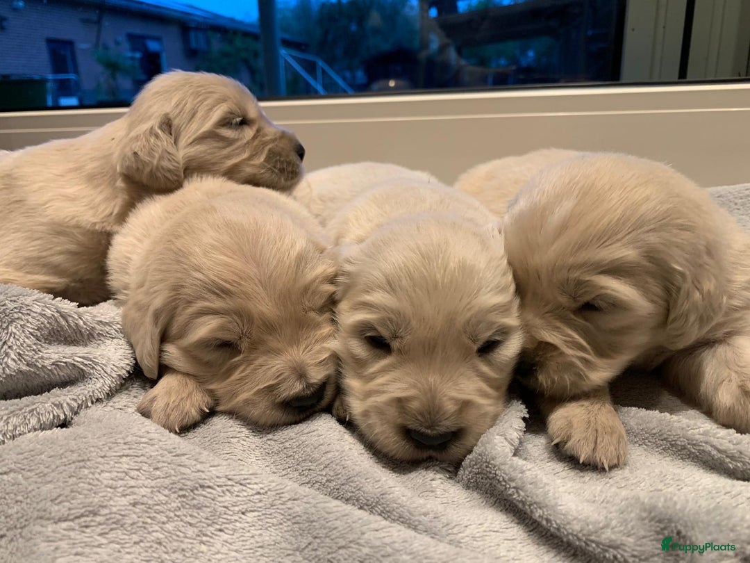Golden Retriever honden te koop: Golden Retriever pups - Advertentie 8