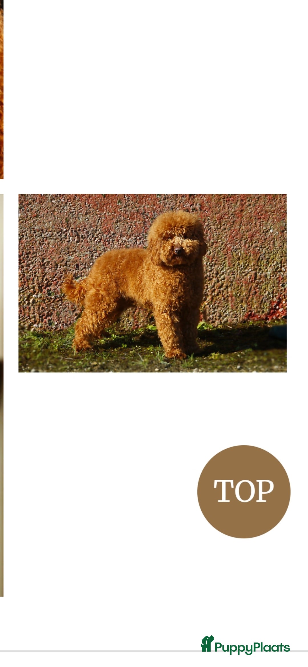 Kruising honden te koop: Super lieve Franse bulldog x toypoedel. - Advertentie 5