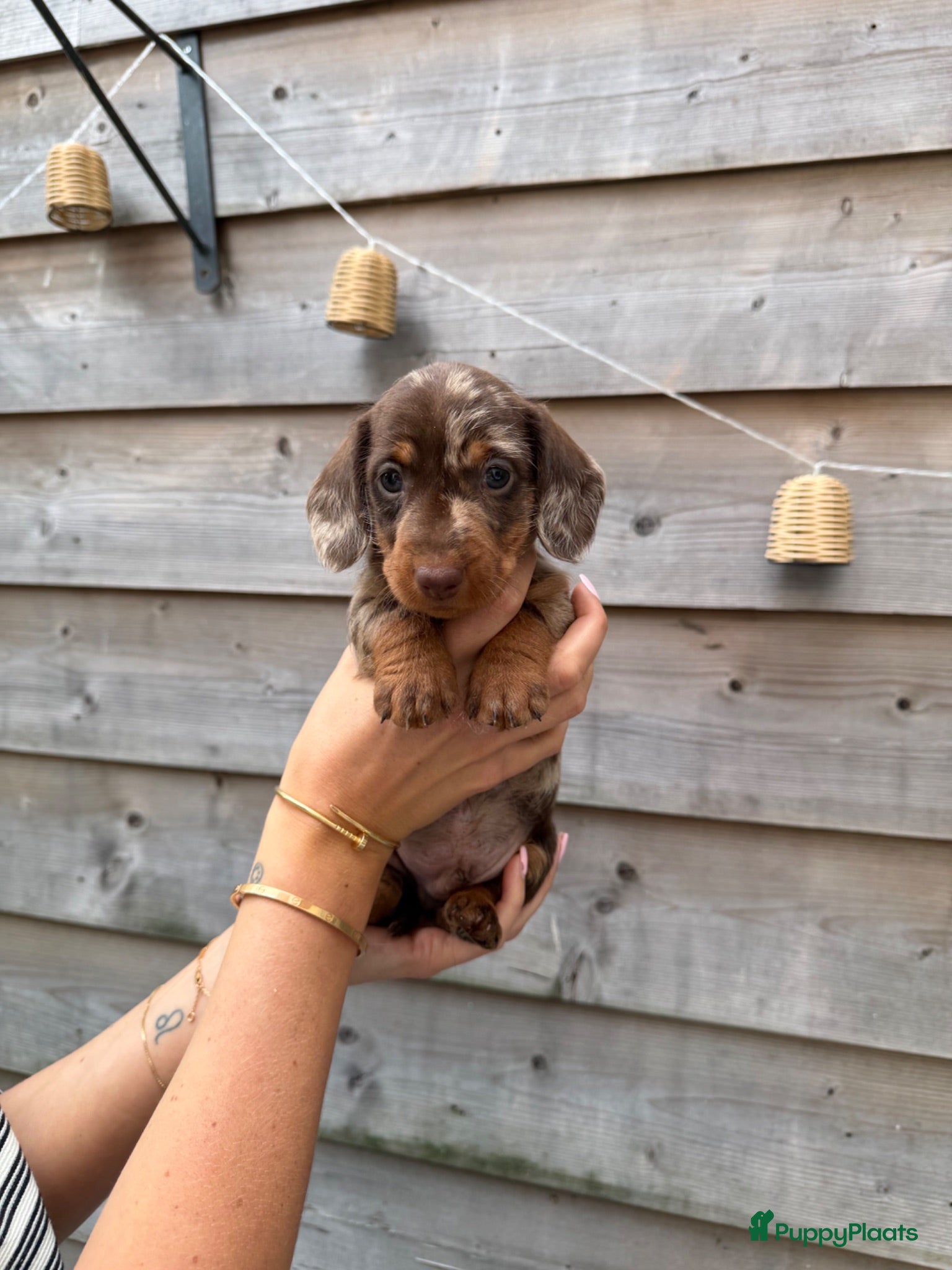 Ruwhaar Teckel honden Lieve merle dwergteckel pups - Advertentie 1