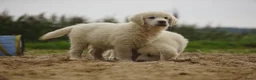 Golden Retriever honden te koop: Golden Retriever Pups met Stamboom. - Advertentie 10