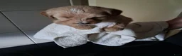 Labradoodle honden te koop: mooie puppy,s labradoodles 1 teefje en 3 reutjes - Advertentie 4