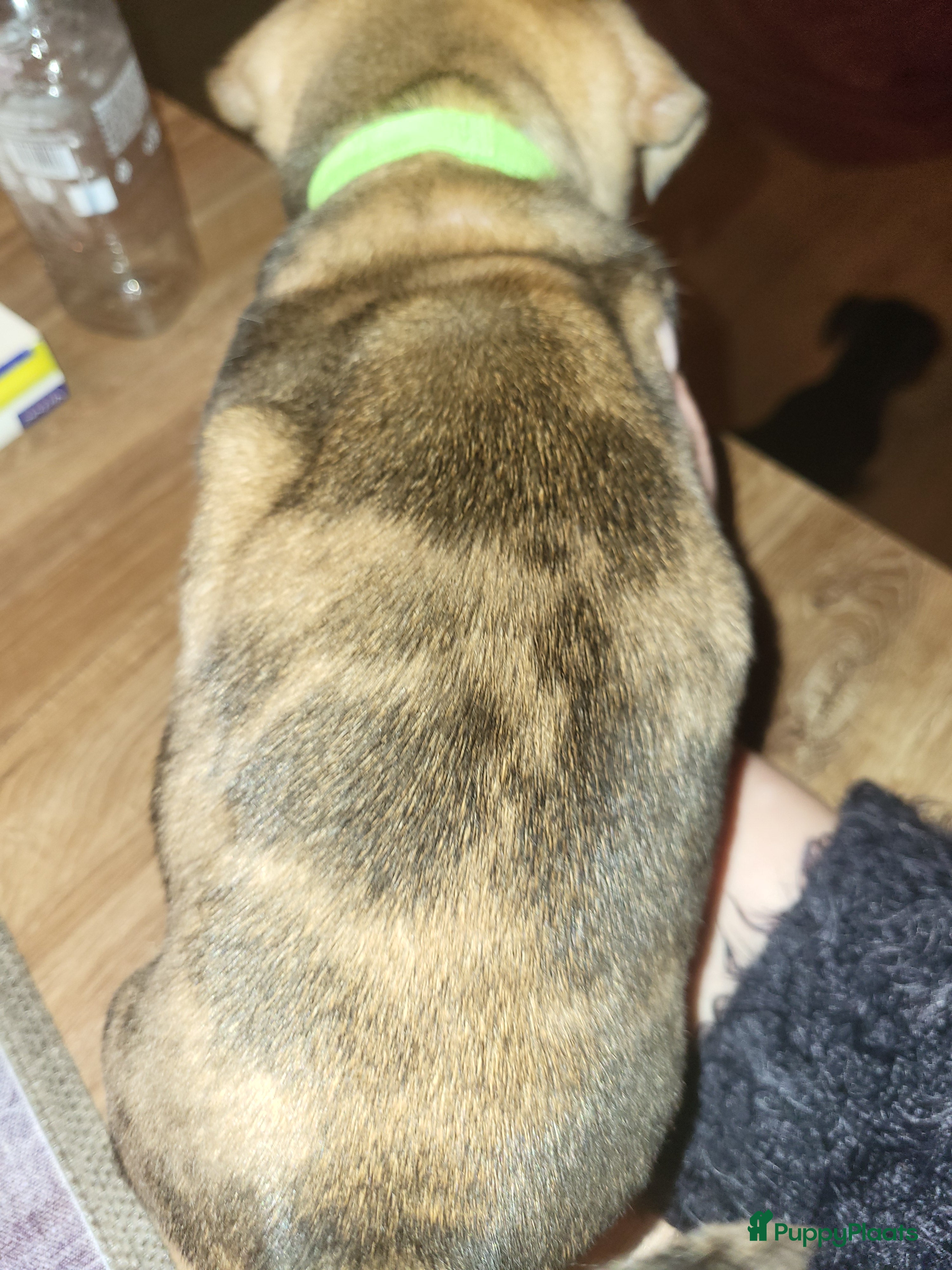 Jack Russel Terriër honden jack russel pup reutje  - Advertentie 2