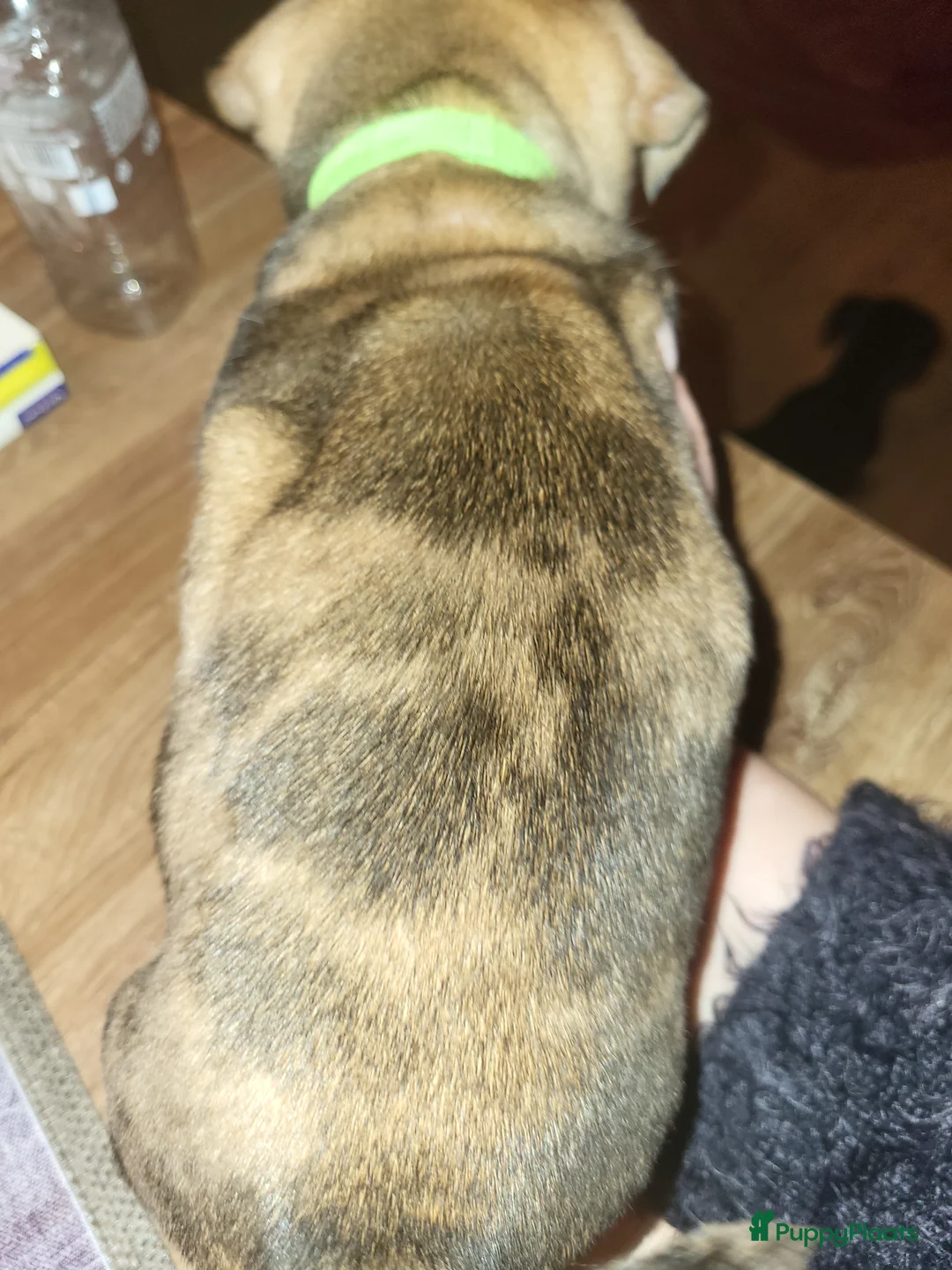 Jack Russel Terriër honden te koop: jack russel pup reutje  - Advertentie 2