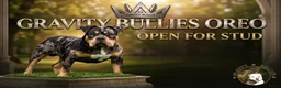 Amerikaanse Bully honden ter dekking: American Bully pocket dekreu  - Advertentie 3