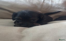 Teckel (korthaar)  honden te koop:  1 Leuke schattige teckelpup (TEEFJE ) - Afbeelding 7
