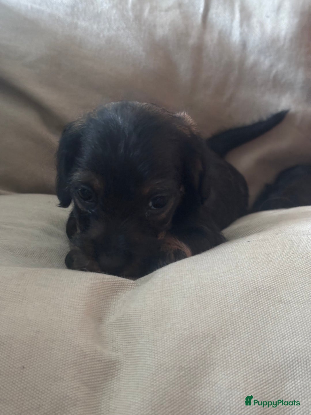 Teckel (korthaar)  honden te koop:  1 Leuke schattige teckelpup (TEEFJE ) - Afbeelding 7