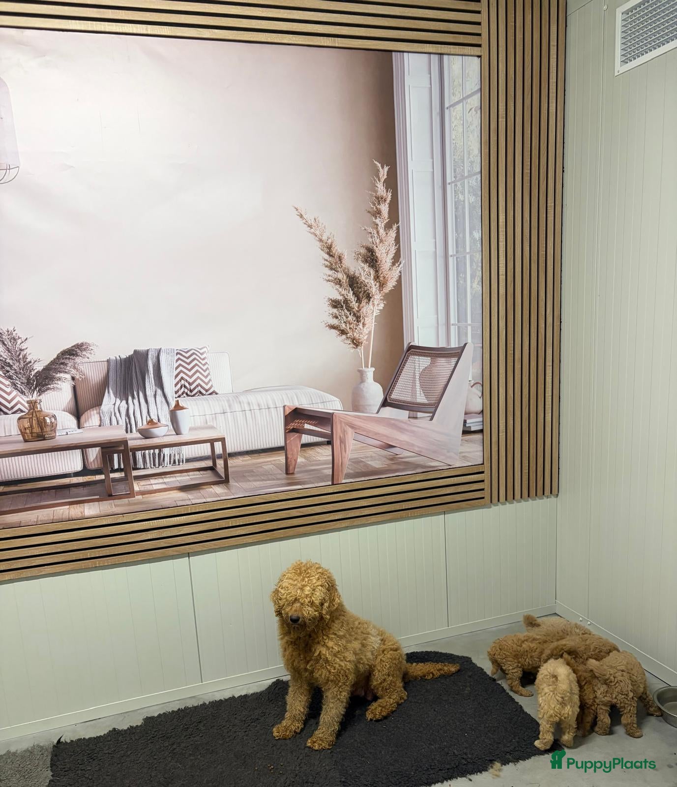 Labradoodle honden Lieve, mooie Labradoodle pups - Advertentie 1