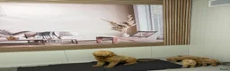 Labradoodle honden te koop: Lieve, mooie Labradoodle pups - Advertentie 1