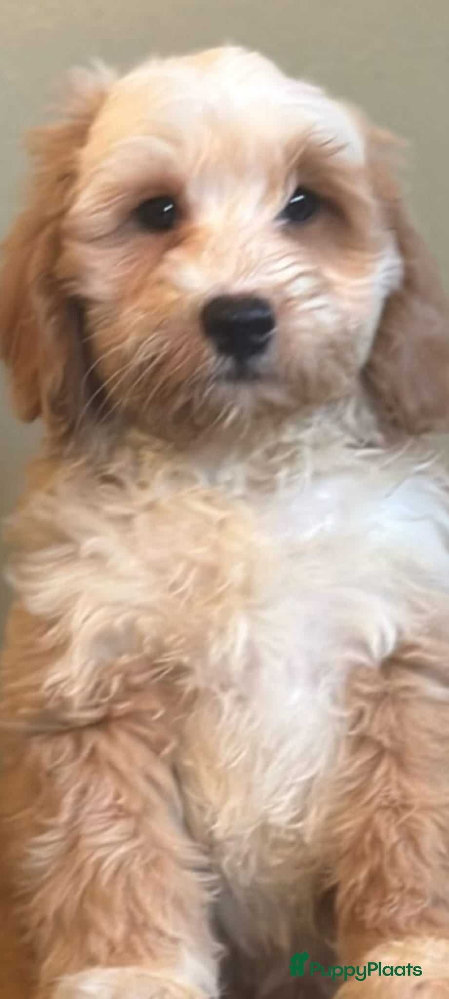 Kruising honden supergave mini tot middelgrote DOODLE PUPS - Advertentie 7