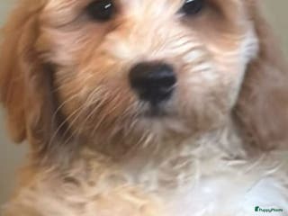 Kruising honden supergave mini tot middelgrote DOODLE PUPS - Advertentie 7