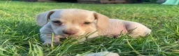 Kruising honden te koop: Kortharige teckels met vleugje chihuahua  - Advertentie 12