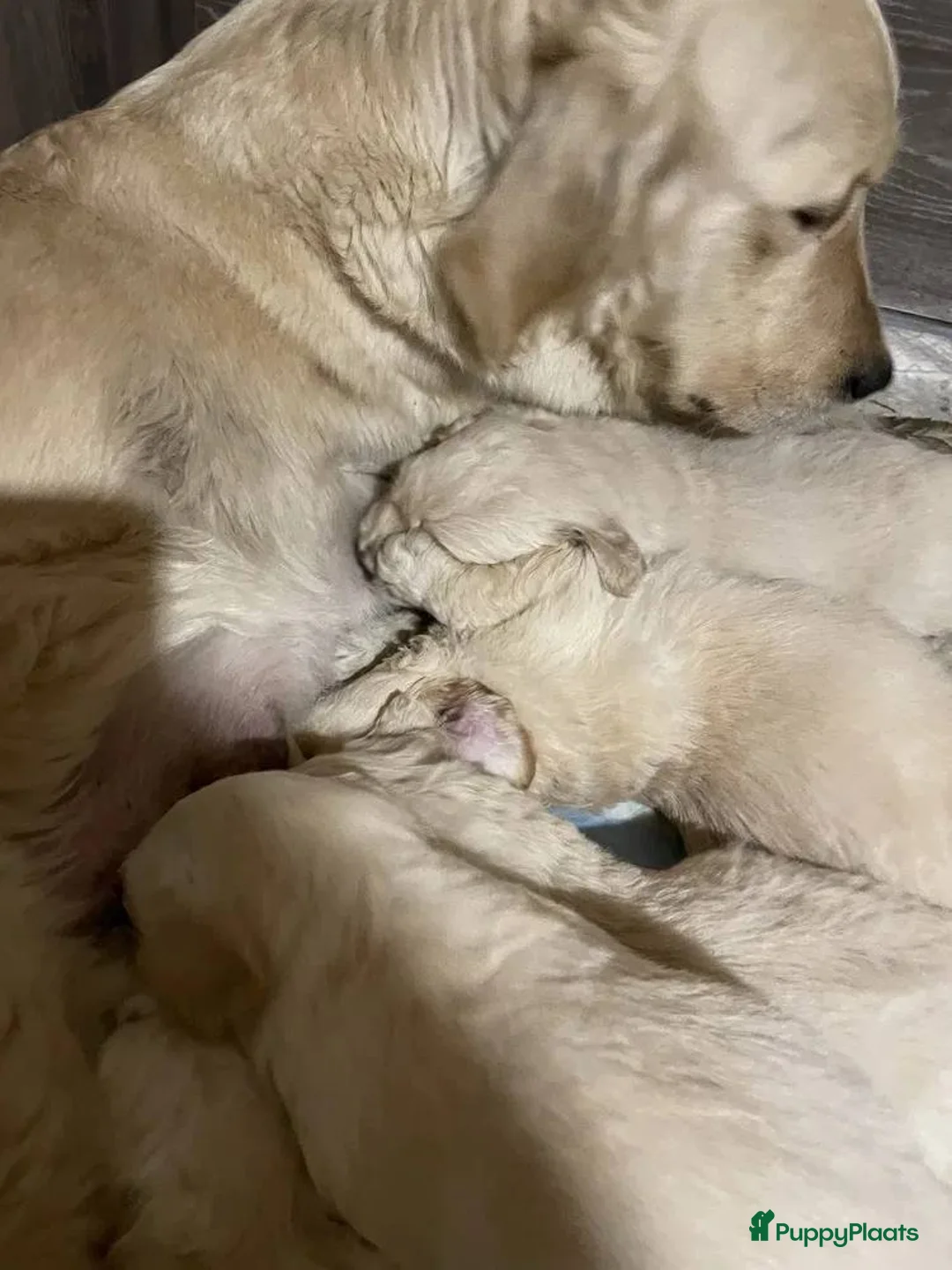 Golden Retriever honden te koop: Golden Retriever puppy’s in Emmen - Advertentie 1