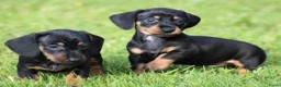 Teckel (korthaar)  honden te koop: Teckel pups - Advertentie 11
