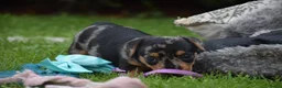 Jack Russel Terriër honden te koop: lieve pups zoeken een nieuw huisje - Advertentie 38